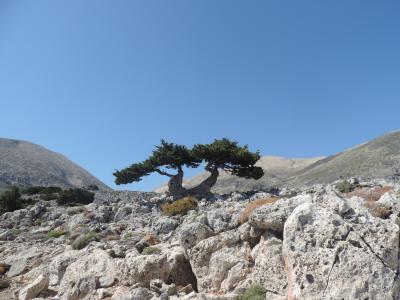 Crete, White Mountains, Cypress